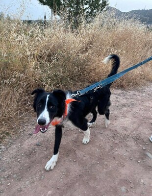 Axel, Border Collie-Mischling - Rüde