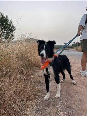 Axel, Border Collie-Mischling - Rüde
