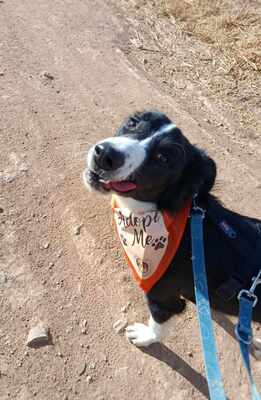 Axel, Border Collie-Mischling - Rüde