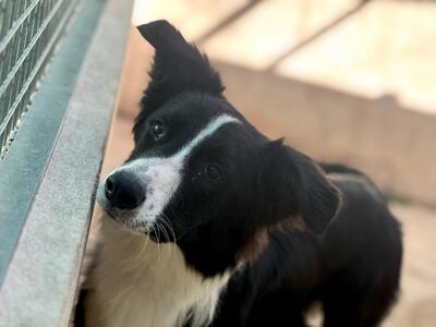 Axel, Border Collie-Mischling - Rüde