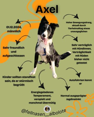 Axel, Border Collie-Mischling - Rüde