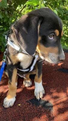 Axel, unbekannt Welpen - Rüde