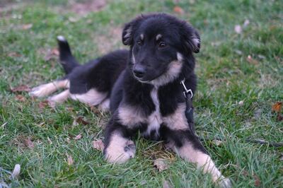 Ayaka, Mischling Welpen - Hündin