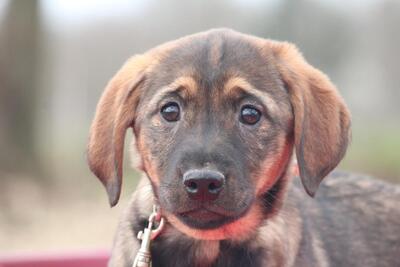 Ayana, Mix Welpen - Hündin