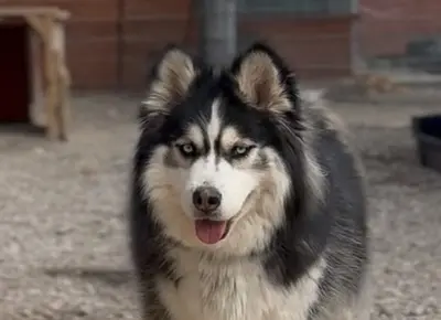 Ayani, Husky - Hündin