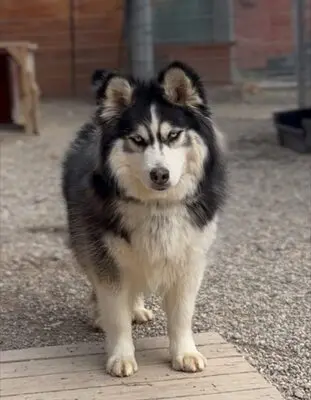 Ayani, Husky - Hündin