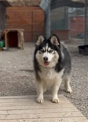 Ayani, Husky - Hündin