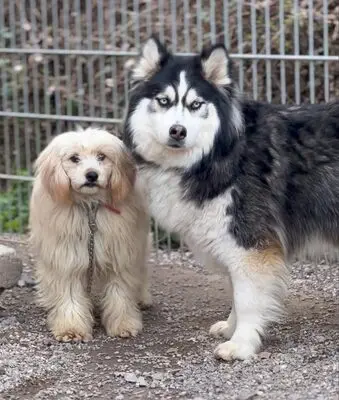 Ayani, Husky - Hündin