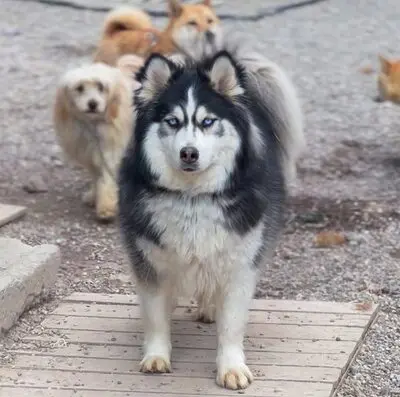 Ayani, Husky - Hündin