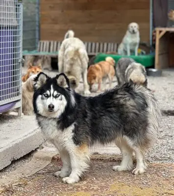 Ayani, Husky - Hündin