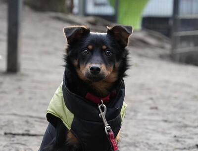 Aydin, Mischling Welpen - Rüde