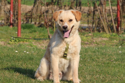 Aykino, Mischling - Rüde