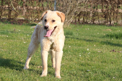 Aykino, Mischling - Rüde