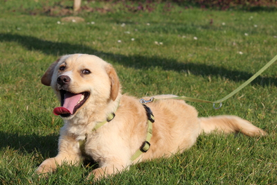 Aykino, Mischling - Rüde