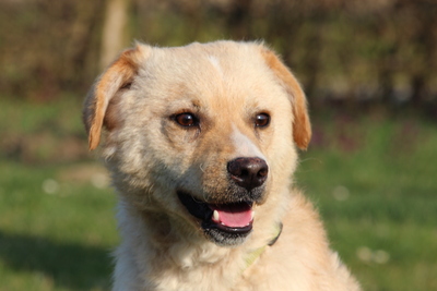 Aykino, Mischling - Rüde