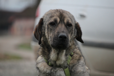 Ayko, Mischling - Rüde