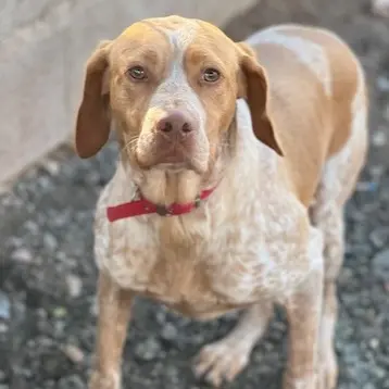Ayla, Pointer - Hündin