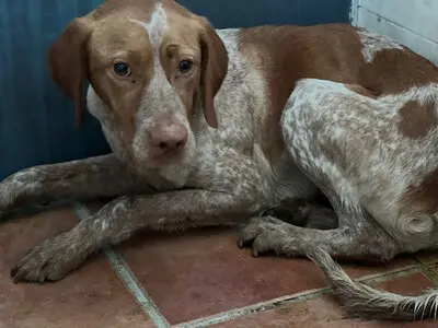 Ayla, Pointer - Hündin