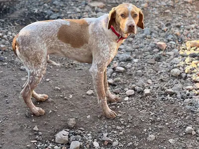 Ayla, Pointer - Hündin