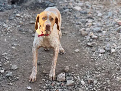 Ayla, Pointer - Hündin