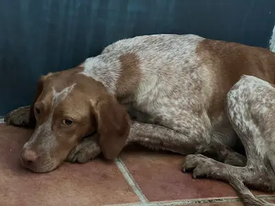 Ayla, Pointer - Hündin