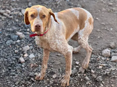 Ayla, Pointer - Hündin