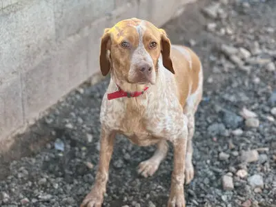 Ayla, Pointer - Hündin