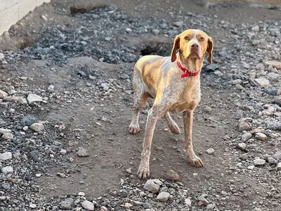 Ayla, Pointer - Hündin