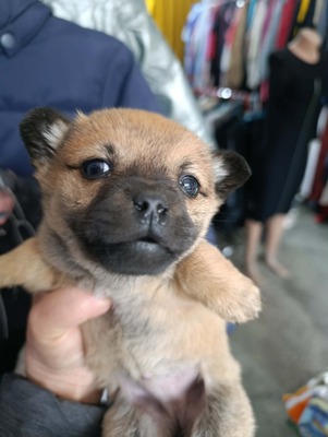 Ayla – ein zartes Hundemädchen mit großem Herzen 💕