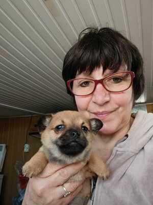 Ayla – ein zartes Hundemädchen mit großem Herzen 💕, Mischling Welpen - Hündin