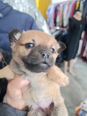 Ayla – ein zartes Hundemädchen mit großem Herzen 💕, Mischling Welpen - Hündin