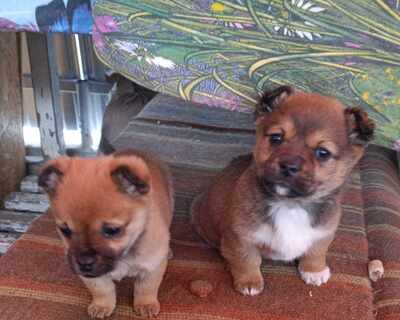 Ayla – ein zartes Hundemädchen mit großem Herzen 💕, Mischling Welpen - Hündin