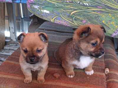 Ayla – ein zartes Hundemädchen mit großem Herzen 💕, Mischling Welpen - Hündin