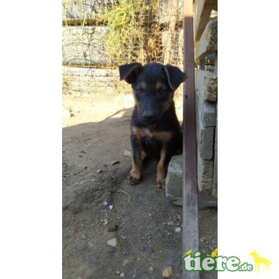 Ayla, kleines Hundemädchen sucht ihre Familie - Hündin