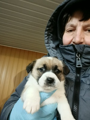 Ayla, kleines Sonnenscheinchen sucht ihr Für-immer-Zuhause