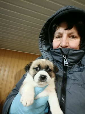 Ayla, kleines Sonnenscheinchen sucht ihr Für-immer-Zuhause, Mischling Welpen - Hündin