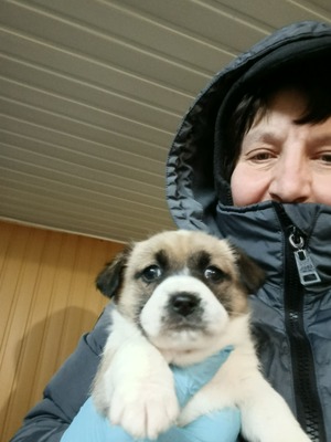 Ayla, kleines Sonnenscheinchen sucht ihr Für-immer-Zuhause, Mischling Welpen - Hündin