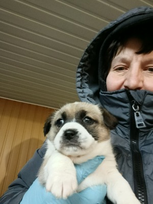 Ayla, kleines Sonnenscheinchen sucht ihr Für-immer-Zuhause, Mischling Welpen - Hündin