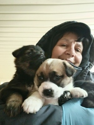 Ayla, kleines Sonnenscheinchen sucht ihr Für-immer-Zuhause, Mischling Welpen - Hündin