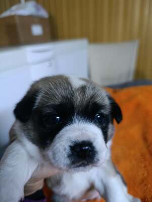 Ayla, kleines Sonnenscheinchen sucht ihr Für-immer-Zuhause, Mischling Welpen - Hündin