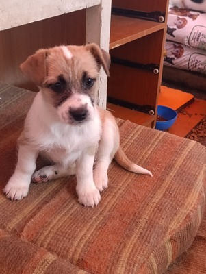 Ayla, kleines Sonnenscheinchen sucht ihr Für-immer-Zuhause