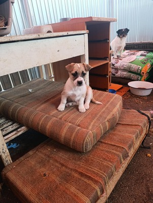Ayla, kleines Sonnenscheinchen sucht ihr Für-immer-Zuhause, Mischling Welpen - Hündin