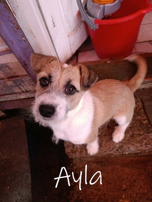 Ayla, kleines Sonnenscheinchen sucht ihr Für-immer-Zuhause, Mischling Welpen - Hündin
