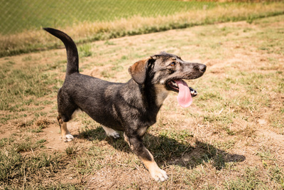 Ayleen - menschenbezogen, zutraulich, verschmust, lebhaft, bewegungsfreudig, verspielt, liebt Spielsachen, Mischling (Video-Link vorhanden) - Hündin