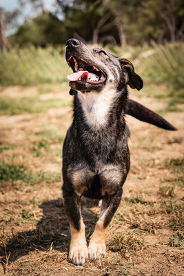 Ayleen - menschenbezogen, zutraulich, verschmust, lebhaft, bewegungsfreudig, verspielt, liebt Spielsachen, Mischling (Video-Link vorhanden) - Hündin