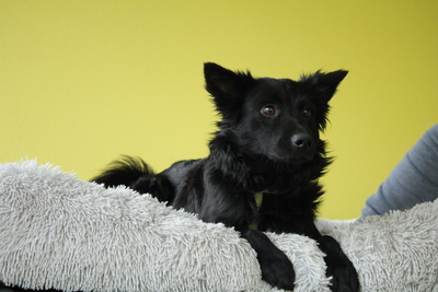 Aylo, Mischling - Hündin