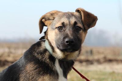 Ayvi, Mix Welpen - Hündin