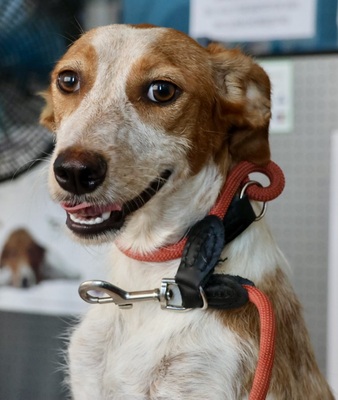 Azalea, Podenco Andaluz - Mix - Hündin