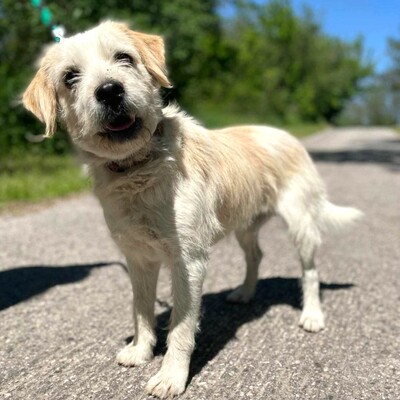 🐶Azar ist ein sehr guter, wunderschöner Hund, der extrem verschmust und fröhlich ist 🥰, Mischlingsrüde - Rüde 1