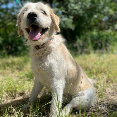 🐶Azar ist ein sehr guter, wunderschöner Hund, der extrem verschmust und fröhlich ist 🥰, Mischlingsrüde - Rüde